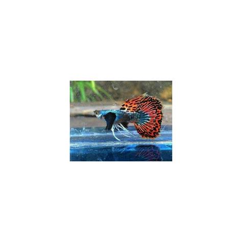 Fish | Buy Live Freshwater Fish Online– Tagged "guppy" – Best4Pets