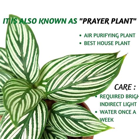Buy Calathea Vittata Online India | Rare Calathea Plant – ChhajedGarden.com