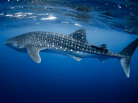 International Whale Shark Day August 30 – Calendar.cx