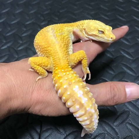 Leopard Gecko Behavior 101: What Every Owner Needs to Know - ReptileBreeds.com