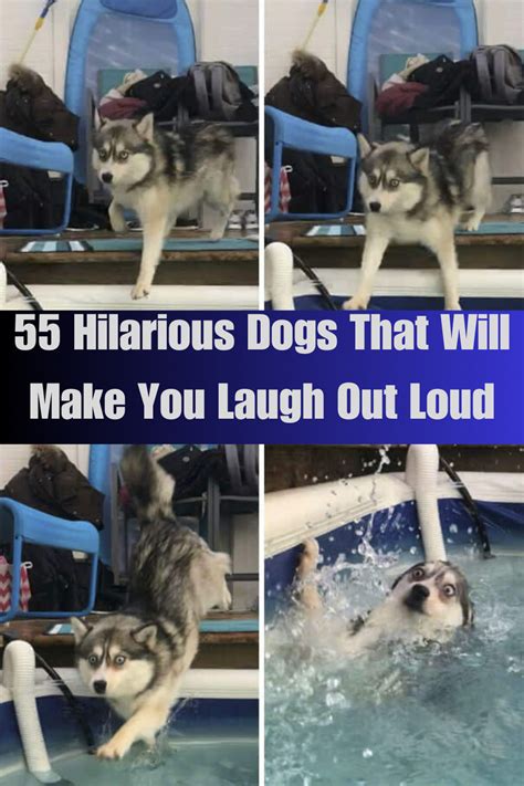 Image result for Dogs Making Humans Laugh