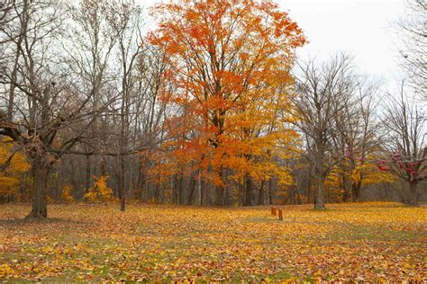 Shelby Township in Fall Photo Gallery | Shelby Township, MI