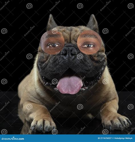 Contemporary Artwork Collage Concept. Portrait of Dog with Human Eyes ...