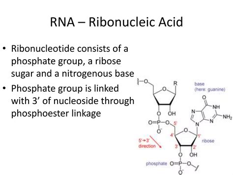 RNA Atomic Structure 的图像结果