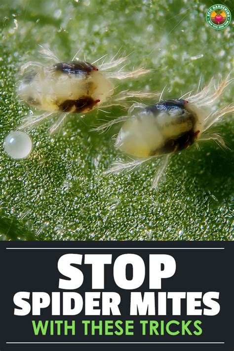 How to Kill Spider Mites 的图像结果