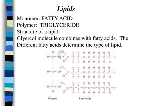 Bell Ringer Which elements are present in carbohydrates? - ppt download