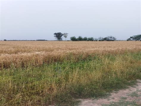Agricultural/Farm Land for Sale in Ropar, Rupnagar - by Gurdev Property
