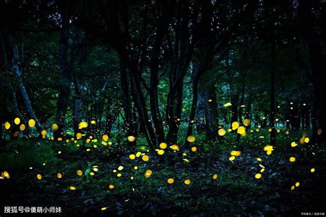 中国科学院西双版纳热带植物园，萤火虫进入观赏期 _www.isenlin.cn