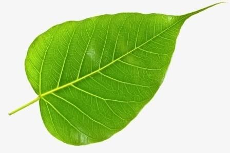 Green Organic Peepal Tree Leaves Fresh Pepal Ke Patte Herbal ...