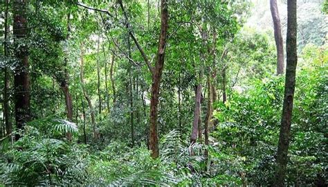 Shendurney Wildlife Sanctuary Is A Paradise For Wildlife Enthusiast