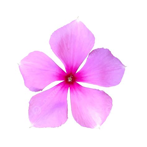 Periwinkle Flower Pink Blossom, Periwinkle, Flower, Pink PNG ...