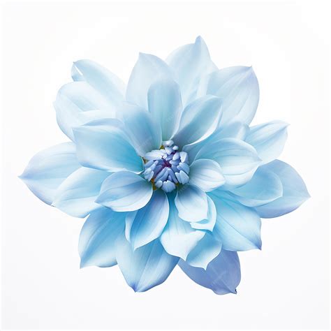 Premium AI Image | Light Blue Flower on White Background