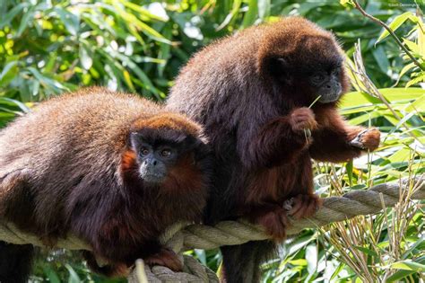 Black howler monkey | Meet our animals | Exmoor Zoo