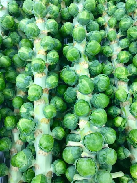 Real Food Encyclopedia | Brussels Sprouts | FoodPrint