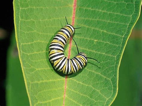 Top 999+ Caterpillar Insect Wallpaper Full HD, 4K Free to Use