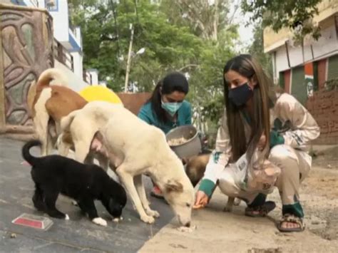 Meet These Udhampur Girls Who Are Feeding Stray Dogs Amid COVID ...