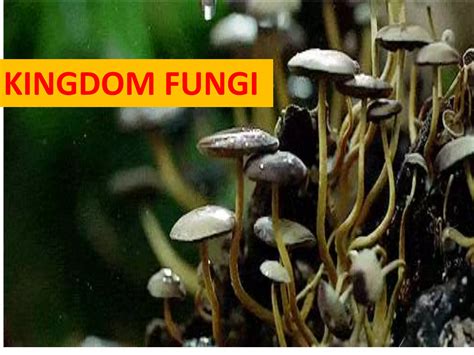 Fungi, Viruses, Prions, Viroids and Lichens | PPTX