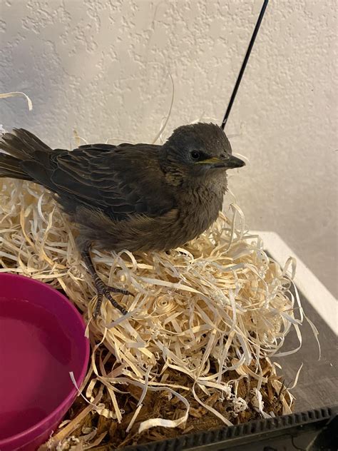 What bird and if anyone knows how to recover? : r/whatsthisbird