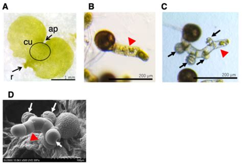 Involvement of Auxin Biosynthesis and Transport in the Antheridium and ...