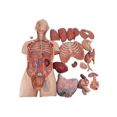 Rezultat imagine pentru Human Simulation Training