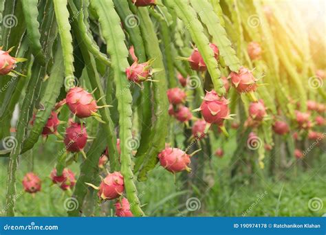 Dragon Fruit on Plant, Raw Pitaya Fruit on Tree, a Pitaya or Pitahaya ...