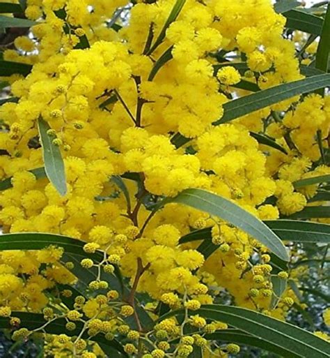 Indian Climate Suitable Acacia Nilotica Arabic Babool Tree Seeds , Sold ...