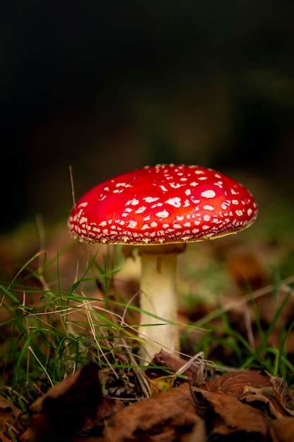 Image result for Mushroom Huge Dataset Classification Python