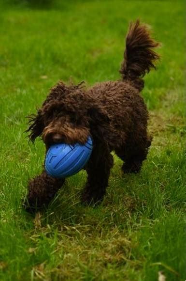 Chocolate Cockapoo puppies