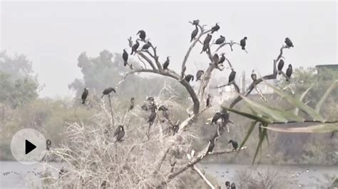 Migratory Birds Continue To Arrive At Yamuna Biodiversity Park In Delhi