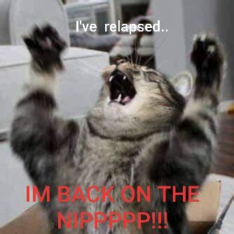 Image result for Cat Sketch Tutorial