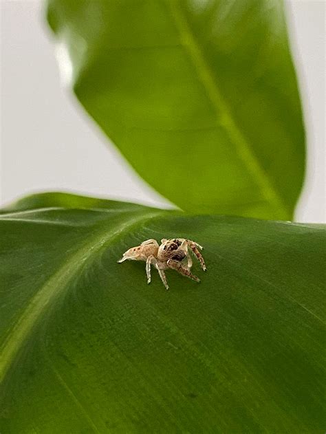 Image result for Rudsta Hack