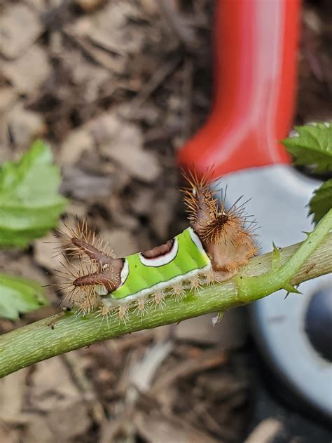 Saddleback Caterpillar