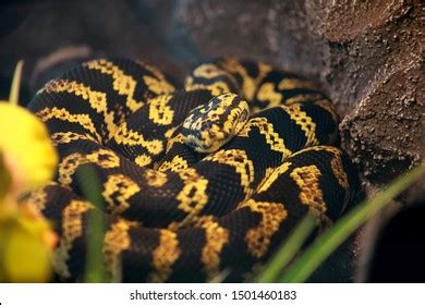 Image result for Large Python Cage