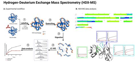 Image result for Epitope Mapping