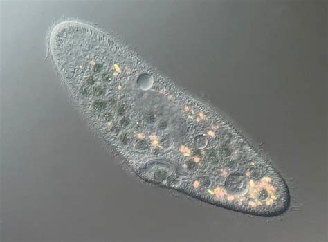 Paramecium