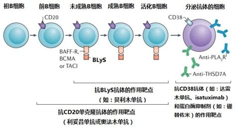 B 细胞免疫调节治疗将成为膜性肾病的新治疗模式 - 丁香园