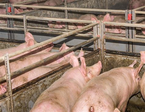 Schweinestall desinfizieren: So geht's richtig | agrarheute.com