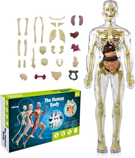 Buy NHR Human Body Model for Kids I Fully Transparent Body I 29 Piece ...
