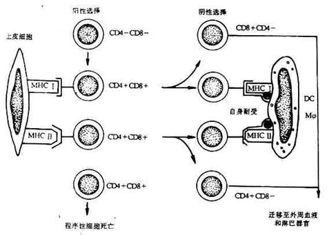 Image result for Easy Experiments with Fire