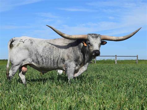 Rocking O Longhorns - texas longhorn cattle for sale Austin, Texas ...