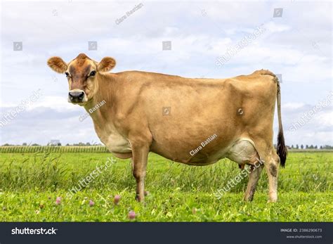Jersey Cow
