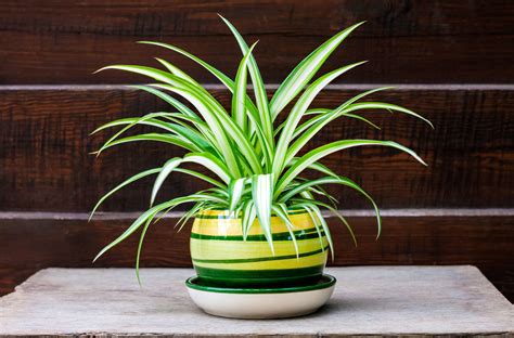 How to Grow a Spider Plant Indoors (Care for Spider Plants) - House ...