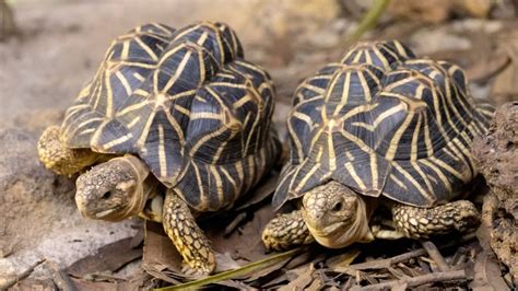 Image result for Tortoise Shell Characters