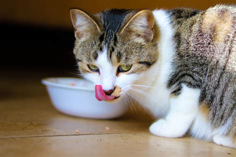 Can Cats Taste Spicy Foods? | GirlsAndBoysTown - Home, everyday life ...