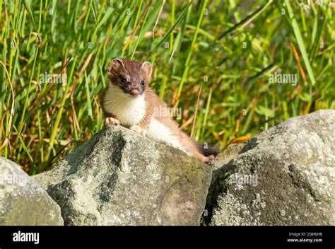 Stoat hunting hi-res stock photography and images - Alamy