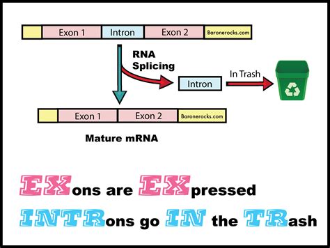 Introns And Exons Roles Of Alternative Splicing In Infectious