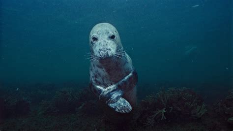Are Seals Underwater Dogs at Helen Ervin blog