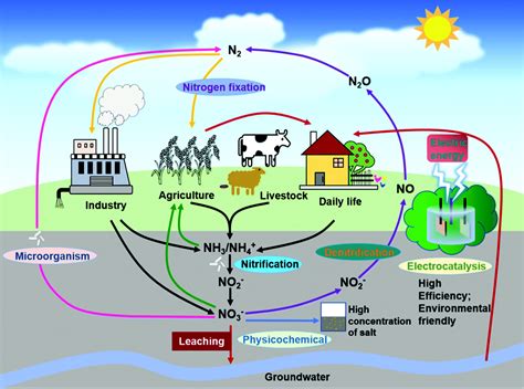 Nitrogen Cycle Diagram Blank