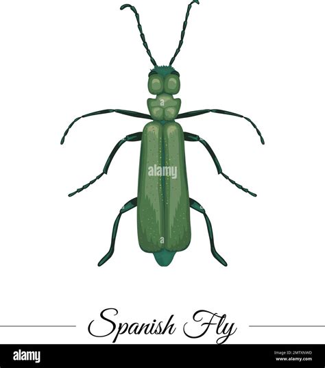 Vector hand drawn colored tropical green Spanish fly isolated on white ...