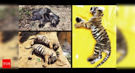 Three tiger cubs, sloth bear dead in Bhandara | Nagpur News - Times of ...